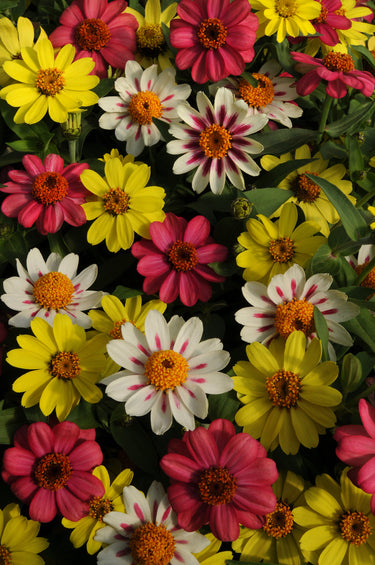 Zahara Raspberry Lemonade Mixed Hybrid Zinnia Seeds